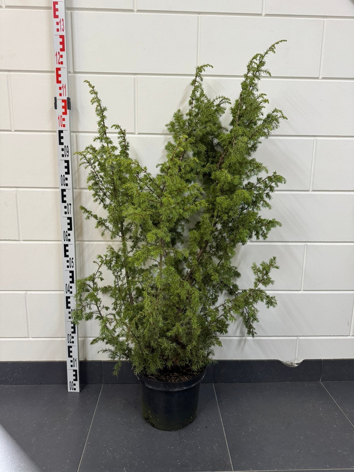 Juniperus communis - Wilde Jeneverbes, Ophalen, Overige soorten, Struik, 100 tot 250 cm
