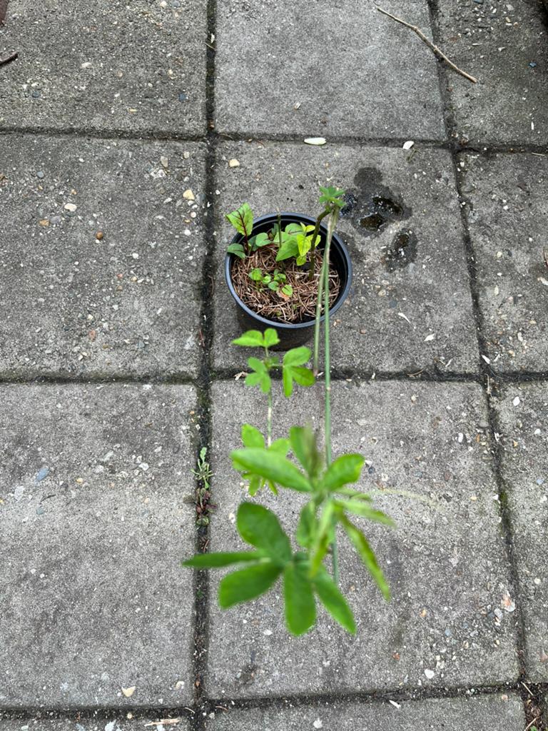 Passion Flower (Passiflora Caerulea) — Bio — Winterhard, Tuin en Terras, Planten | Tuinplanten, Ophalen of Verzenden, Overige soorten