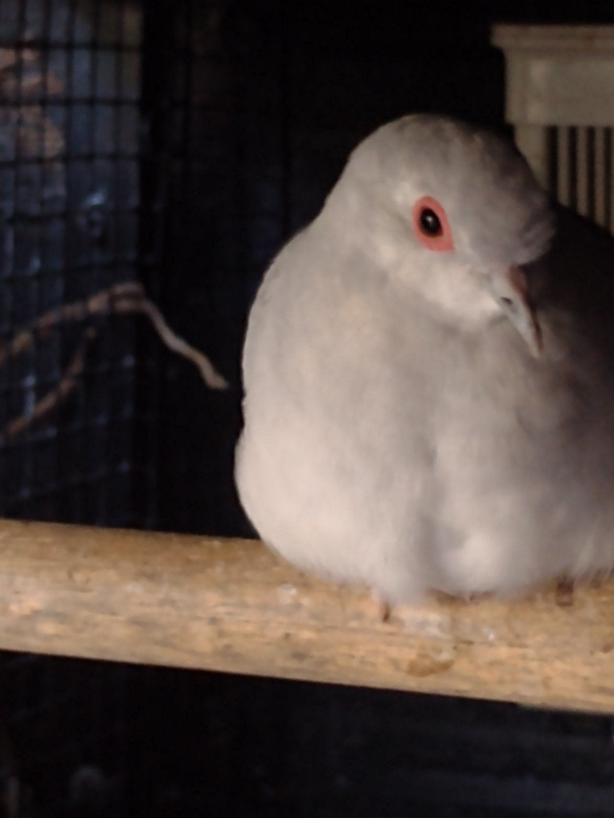 diamantduiven, Dieren en Toebehoren, Mannelijk