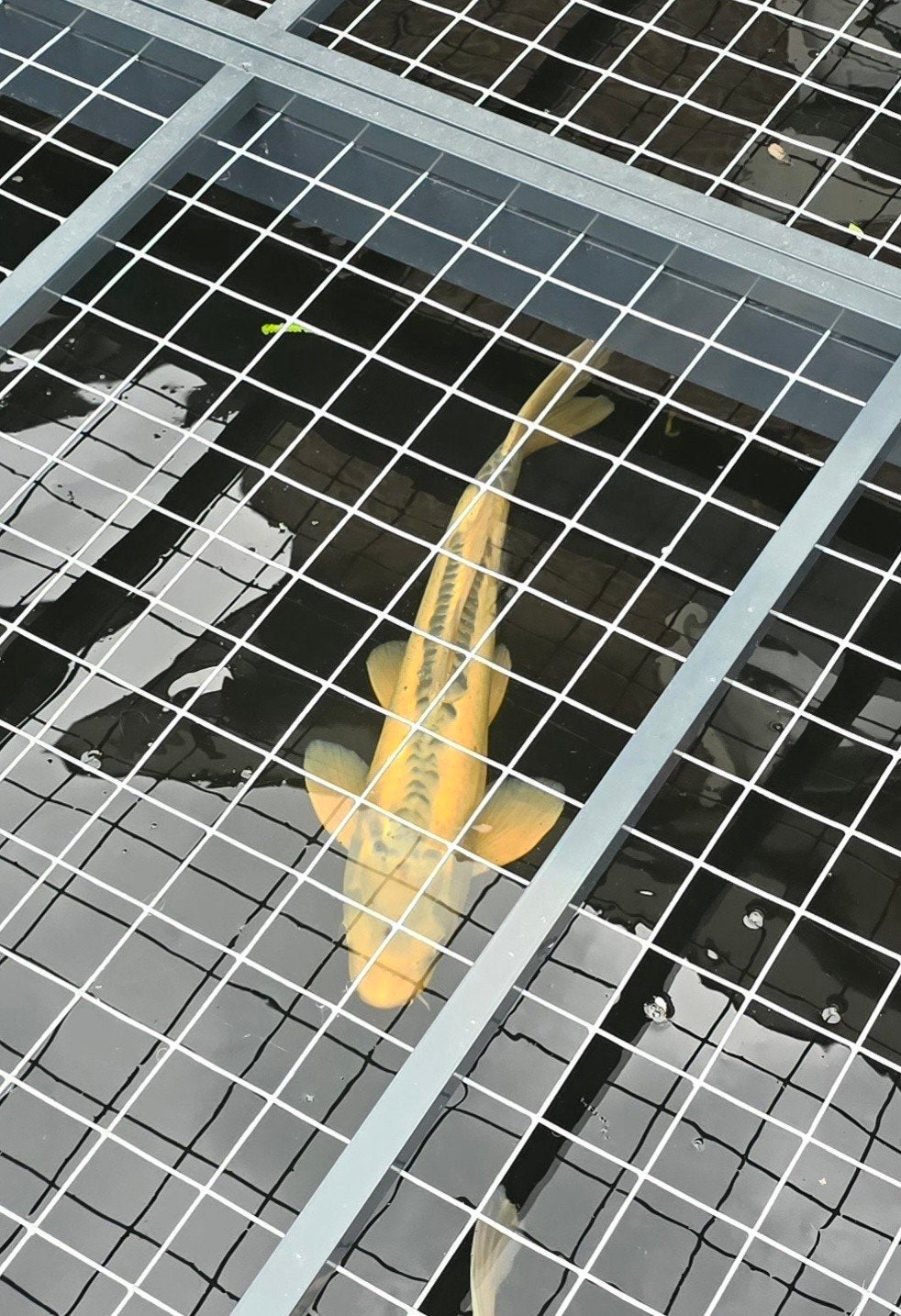 5 koi hi bekko, asagi, kigoi, hikari mujimono, matsuba, Dieren en Toebehoren, Vissen | Vijvervissen, Karper of Koi