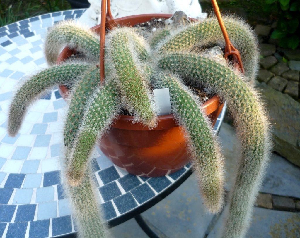 cactus - hangpot - Epiphyllum - rattenstaart cactus, Ophalen of Verzenden, Cactus, Volle zon, Minder dan 100 cm