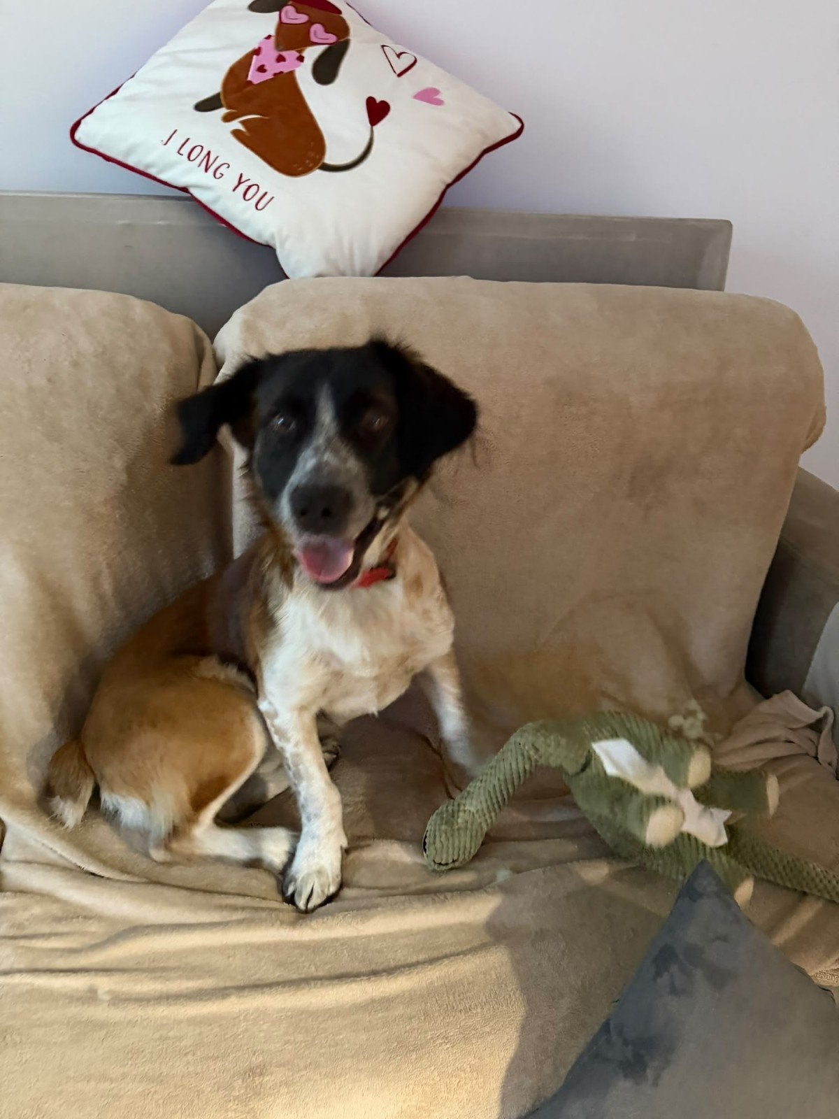Bobby is ter adoptie!, 1 tot 2 jaar, Buitenland, Eén hond, CDV (hondenziekte)
