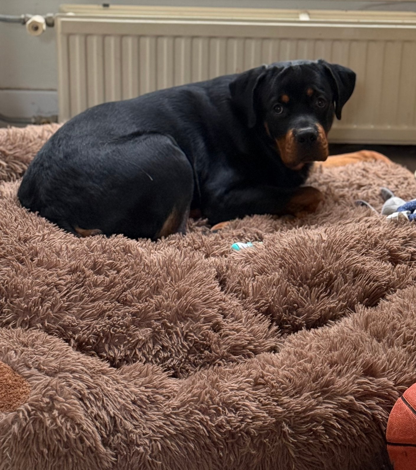 Rottweiler one year old looking for a new home!, 15 weken tot 1 jaar, Parvo, Eén hond, Nederland
