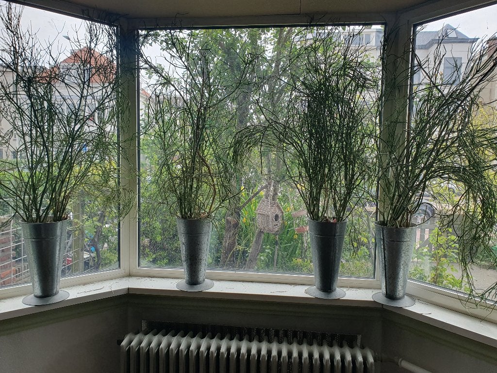 6 grote potloodplanten in industriele vazen, Ophalen, 100 tot 150 cm, Overige soorten, In pot