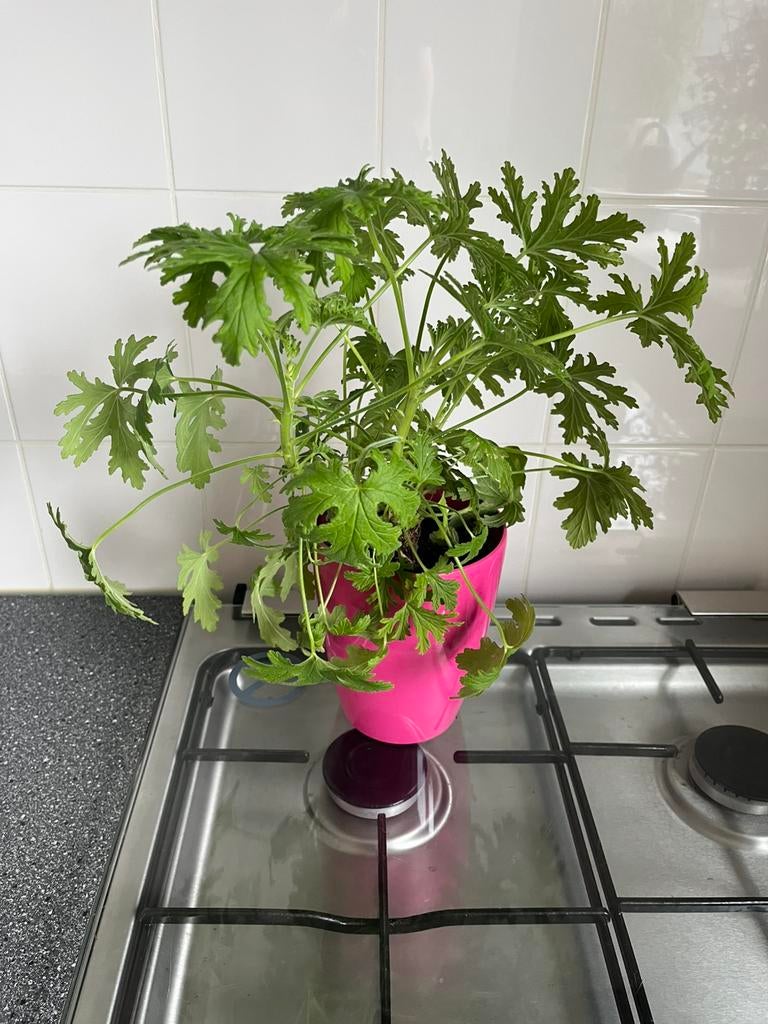 Kamerplant citroen geranium, Ophalen, Halfschaduw, Minder dan 100 cm