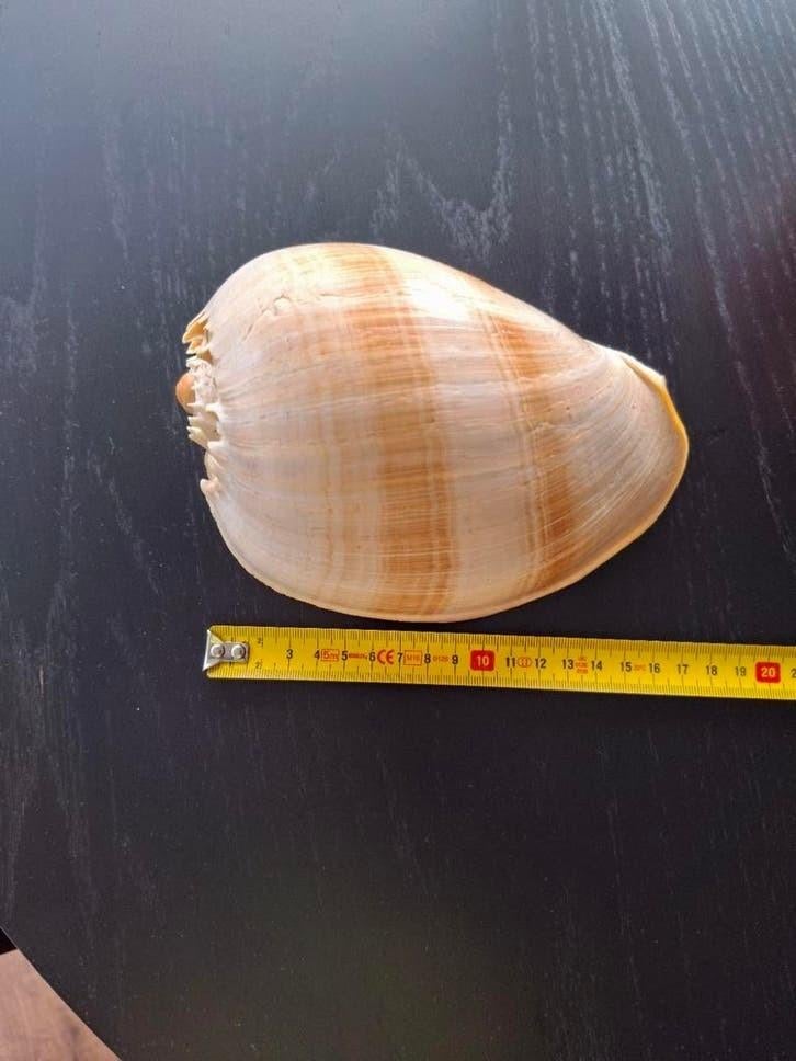 2 prachtige grote schelpen cymbium en Melo diadema taxidermi, Verzamelen, Ophalen of Verzenden, Schelp(en)