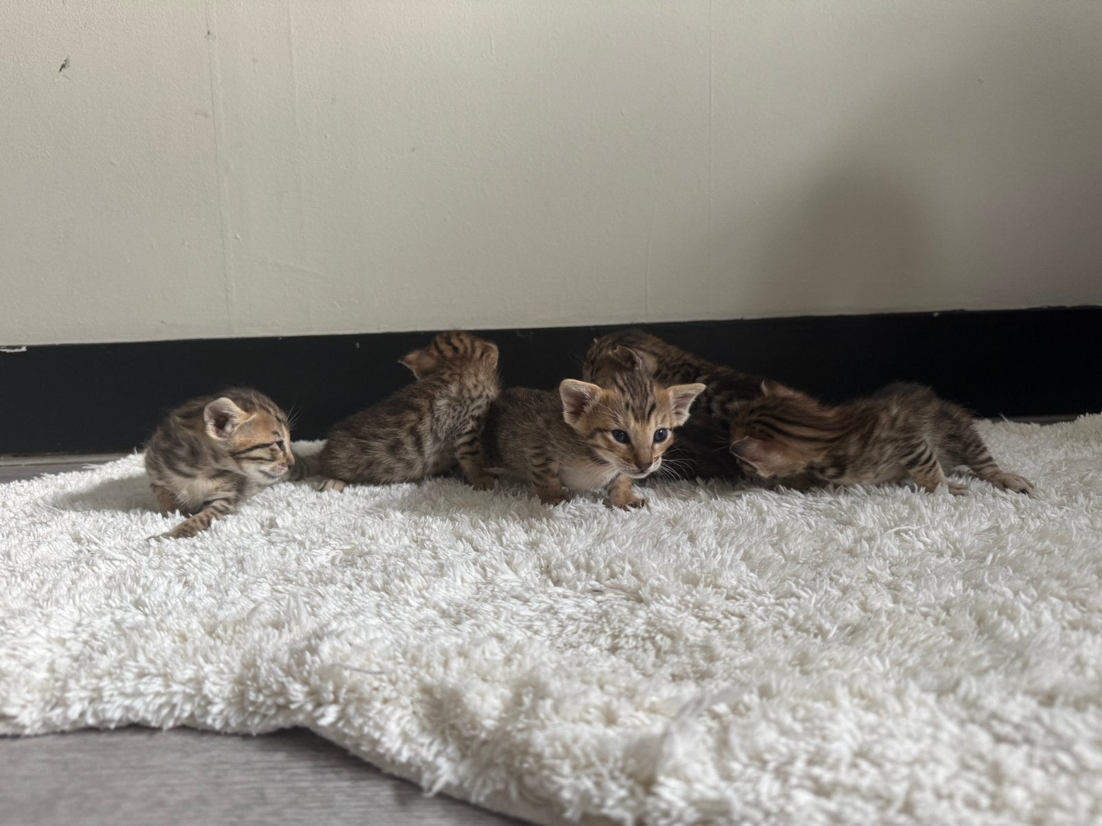 Serengeti kittens, Dieren en Toebehoren, Katten en Kittens | Raskatten | Korthaar, Meerdere dieren, Ontwormd, 0 tot 2 jaar