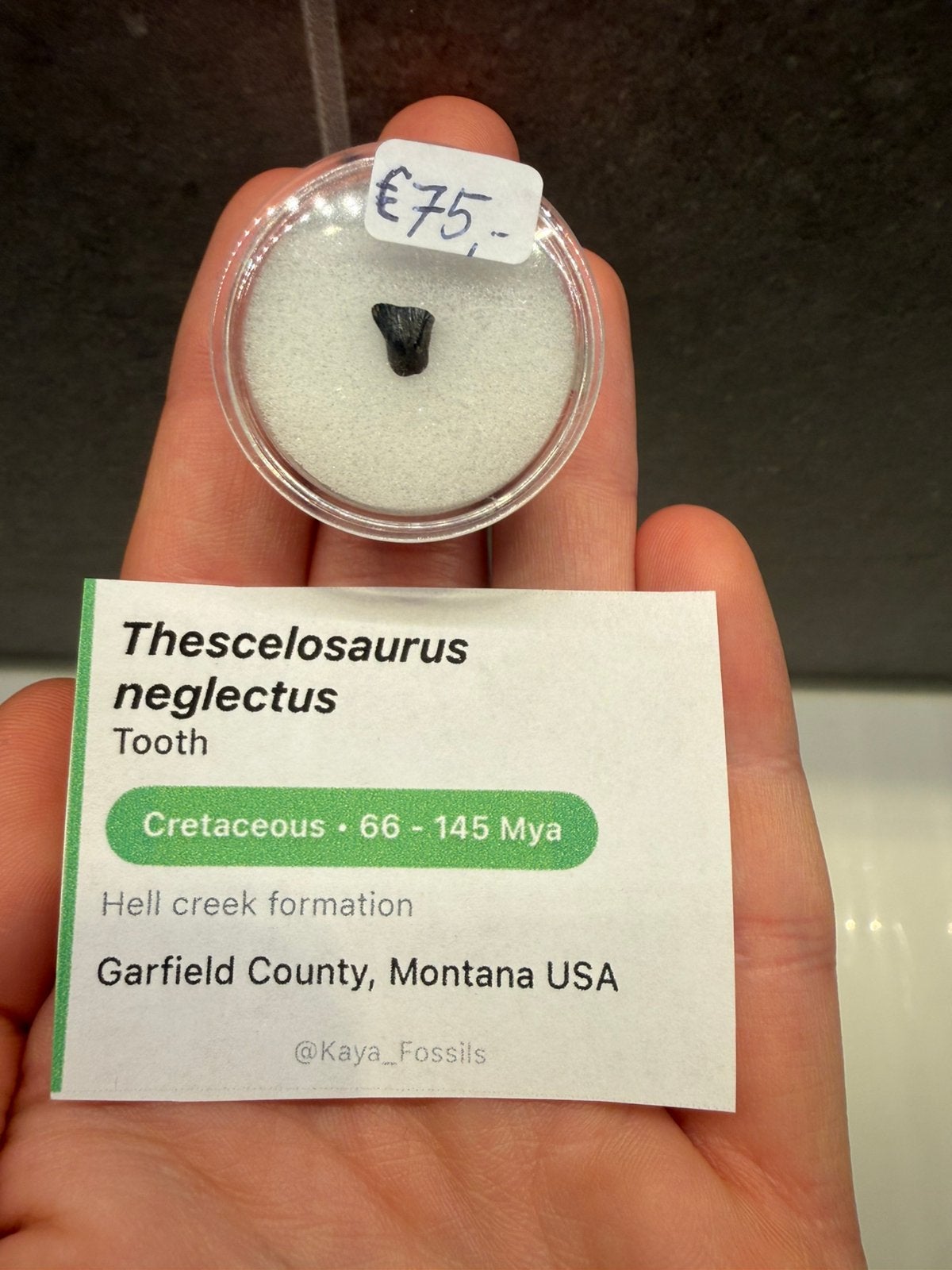 Goede Thescelosaurus tand, Ophalen of Verzenden, Fossiel