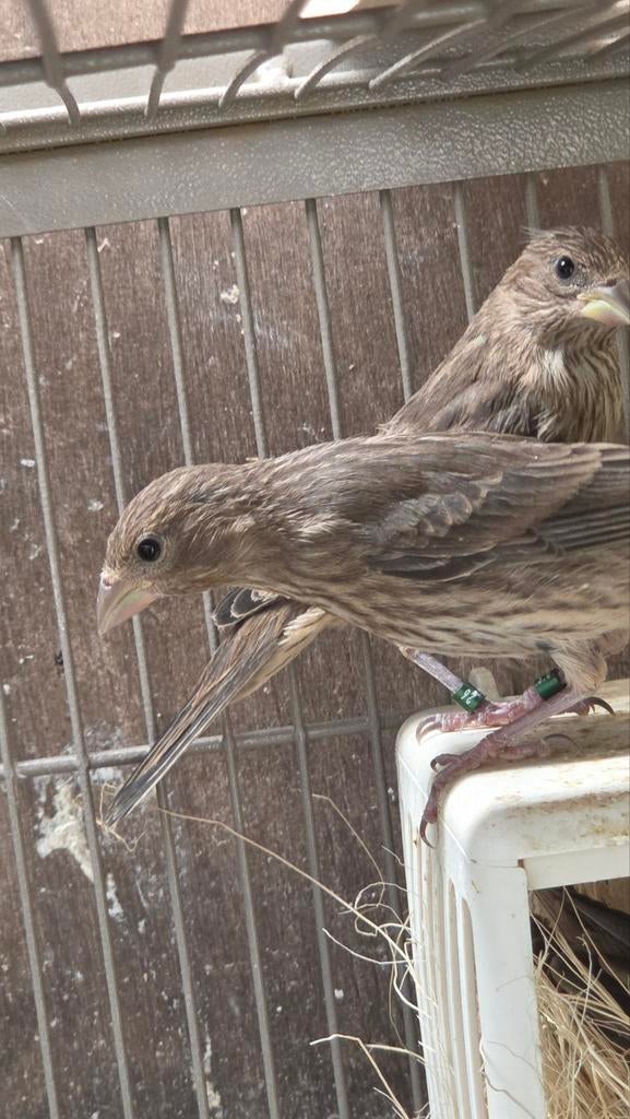 mexikaanse rood mus, Dieren en Toebehoren, Vogels | Overige Vogels, Meerdere dieren, Geringd