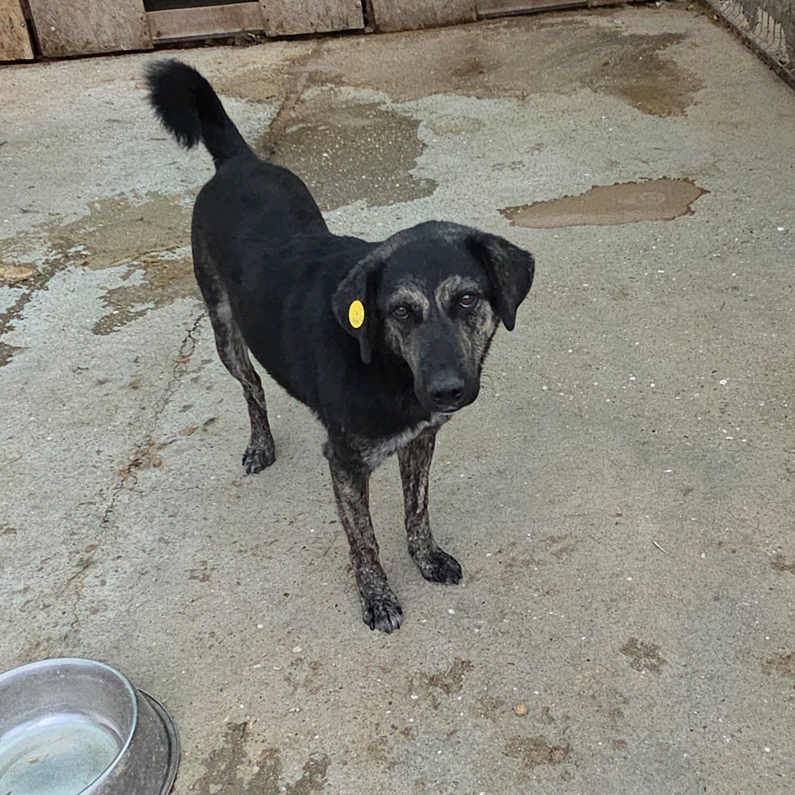 Lieve, wat onzekere Wisley ter adoptie, Particulier, Reu, Buitenland, Groot