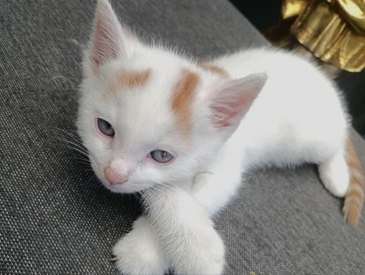 Noorse Siberische bos kittens, Meerdere dieren, Ontwormd, 0 tot 2 jaar