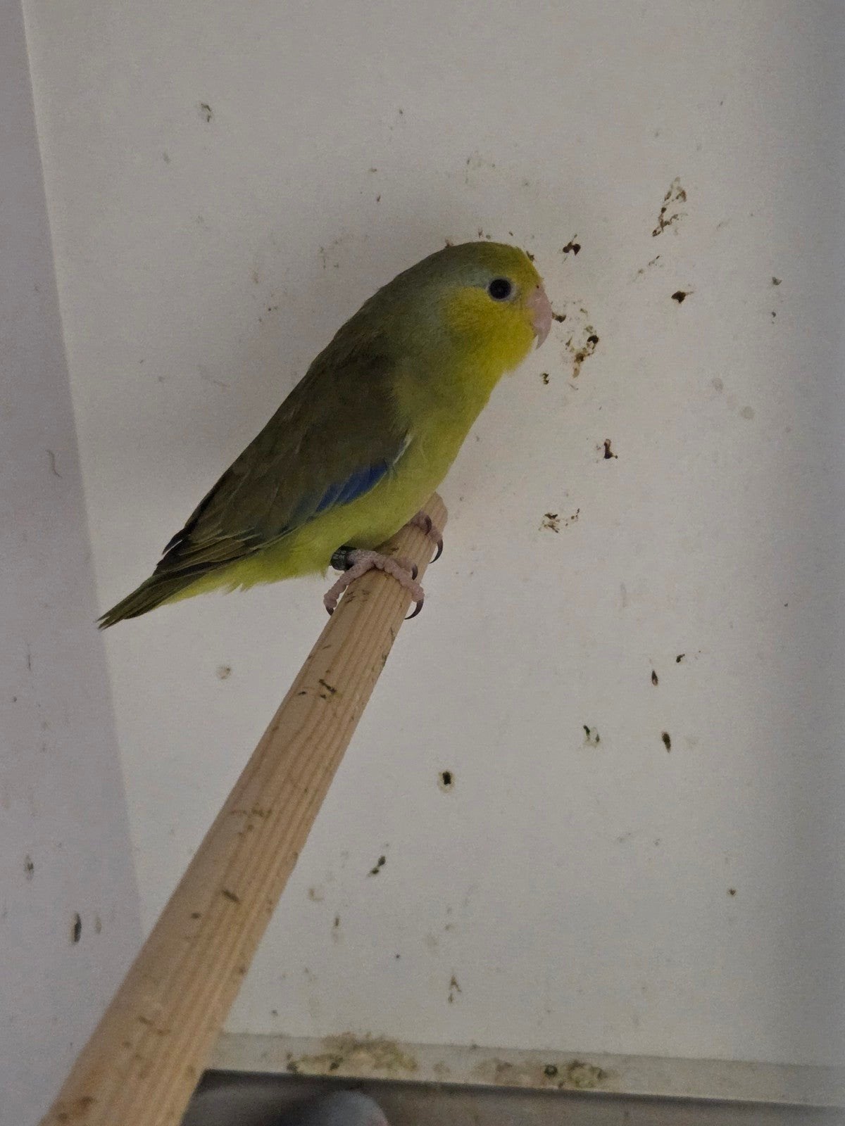 jonge en broedrijpe forpussen, Meerdere dieren, Dwergpapegaai of Agapornis, Geringd