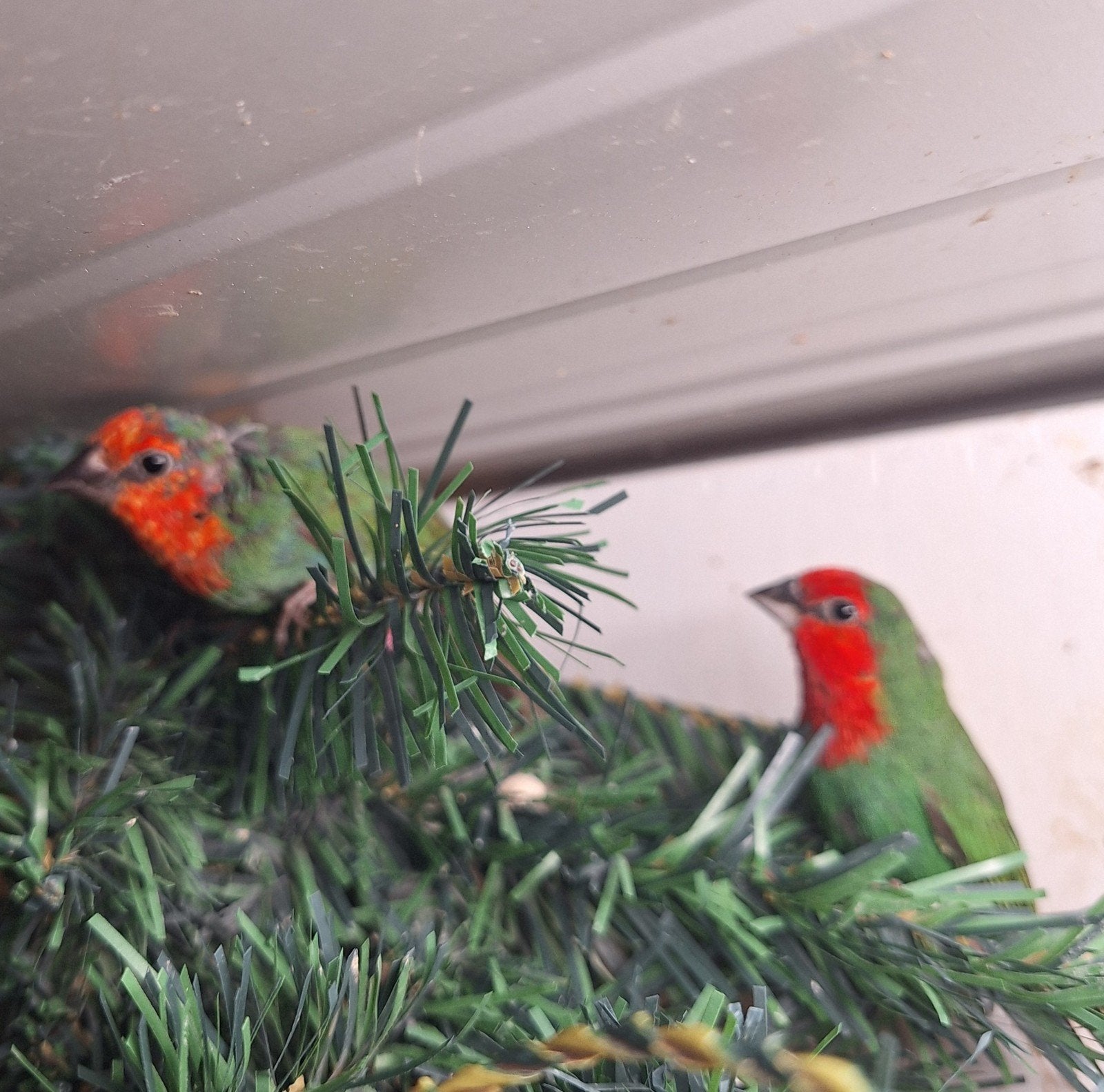 kweekkoppel r.k pap. amadine, Meerdere dieren, Geringd