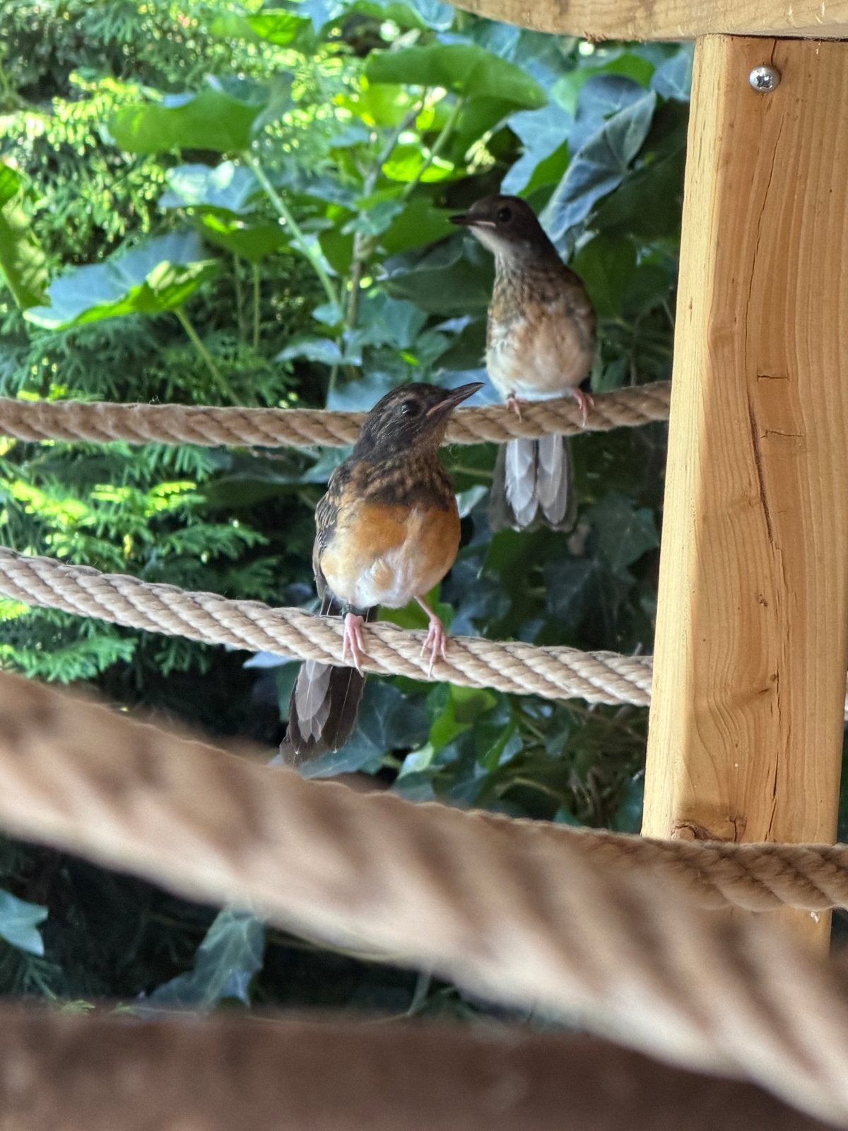 Schamalijster pop 2026, Vrouwelijk, Wildzangvogel, Geringd