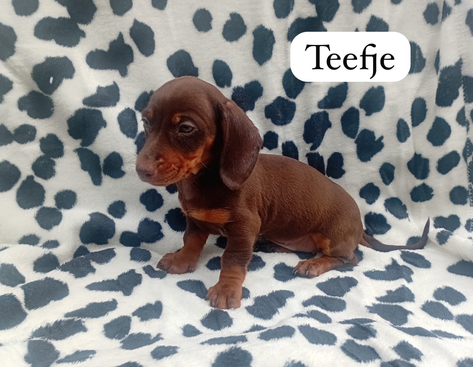 Teckels puppy’s, Standaard, CDV (hondenziekte), 8 tot 15 weken, Korthaar