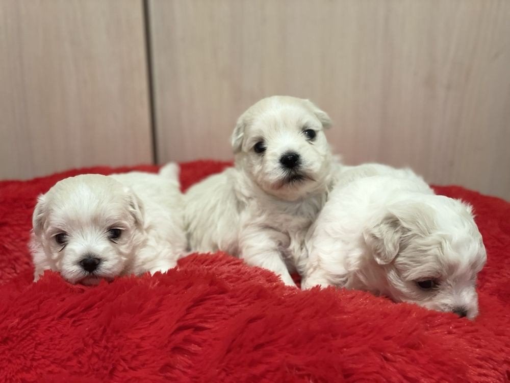 Nog 1 meisje beschikbaar, Maltezerpup, Maltezer, pup, 8 tot 15 weken, Teef, Meerdere, Nederland