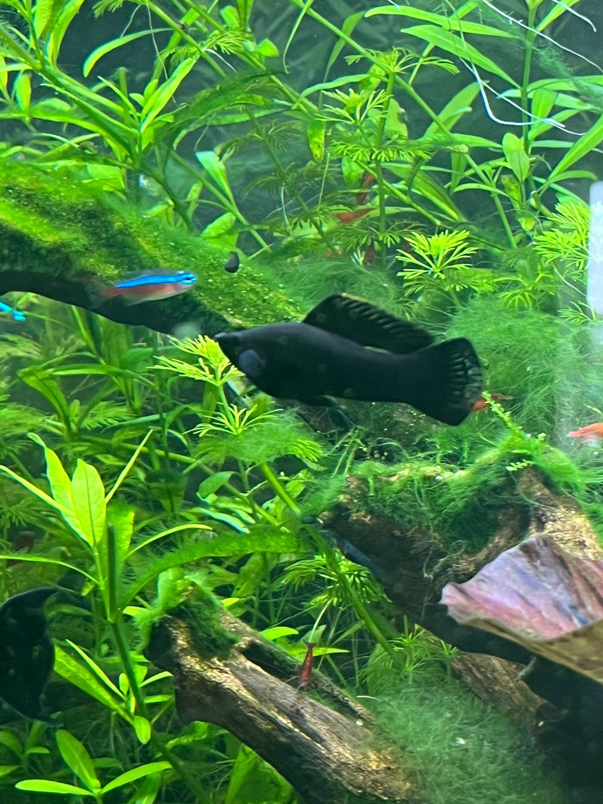 Blackmolly’s, Vis