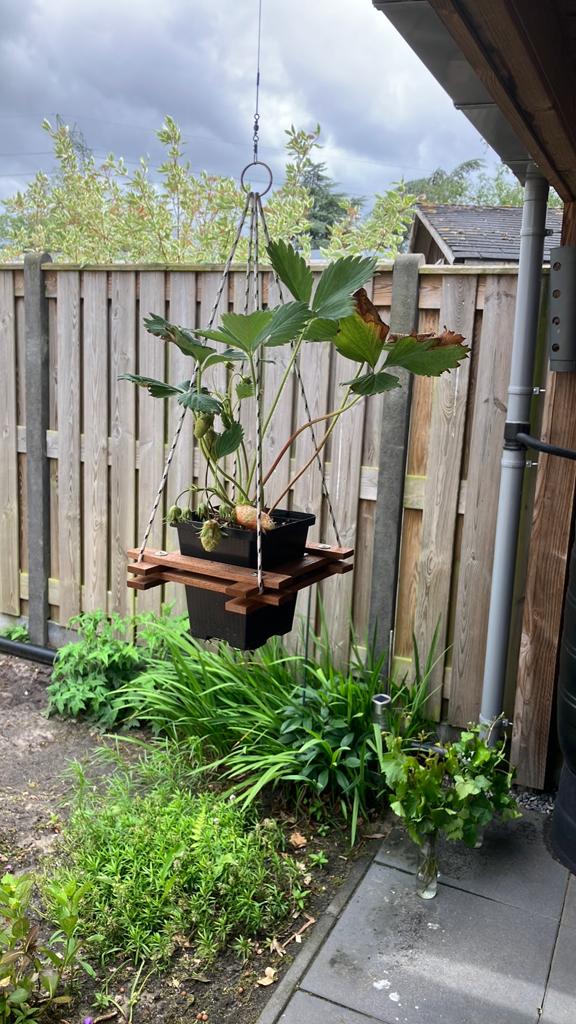 Aardbei, Tuin en Terras, Ophalen, Rond, Steen, Minder dan 30 cm