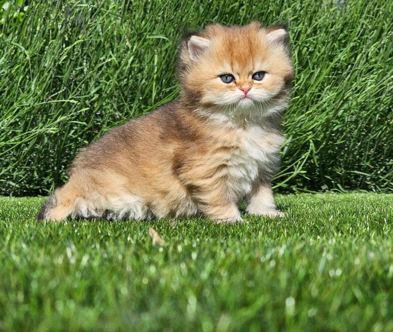 Kittens te koop