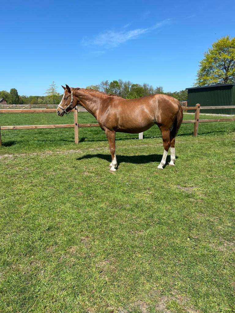 Te koop Springmerrie (arizona x zeus) drachtig van tattoo tn, Dieren en Toebehoren, Paarden, Merrie, Springpaard, Met stamboom