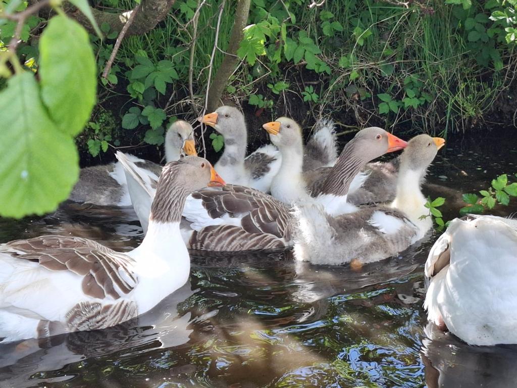 4 Prachtige jonge Twentse Landganzen, Dieren en Toebehoren, Pluimvee, Geslacht onbekend, Gans of Zwaan
