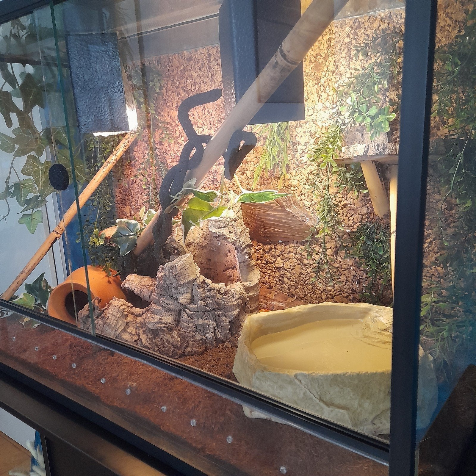 Sfeervol terrarium met 2 Rattenslangen