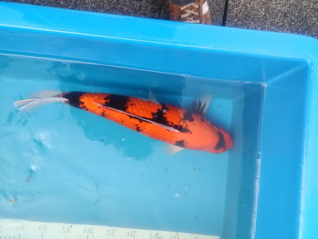 3. Showa, Karper of Koi