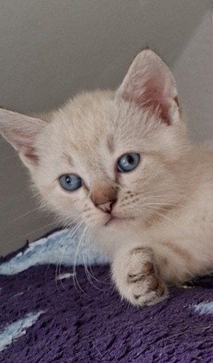 thai siamees tabby point kittens (nog 3 beschikbaar ), Dieren en Toebehoren, Meerdere dieren, Ontwormd, 0 tot 2 jaar