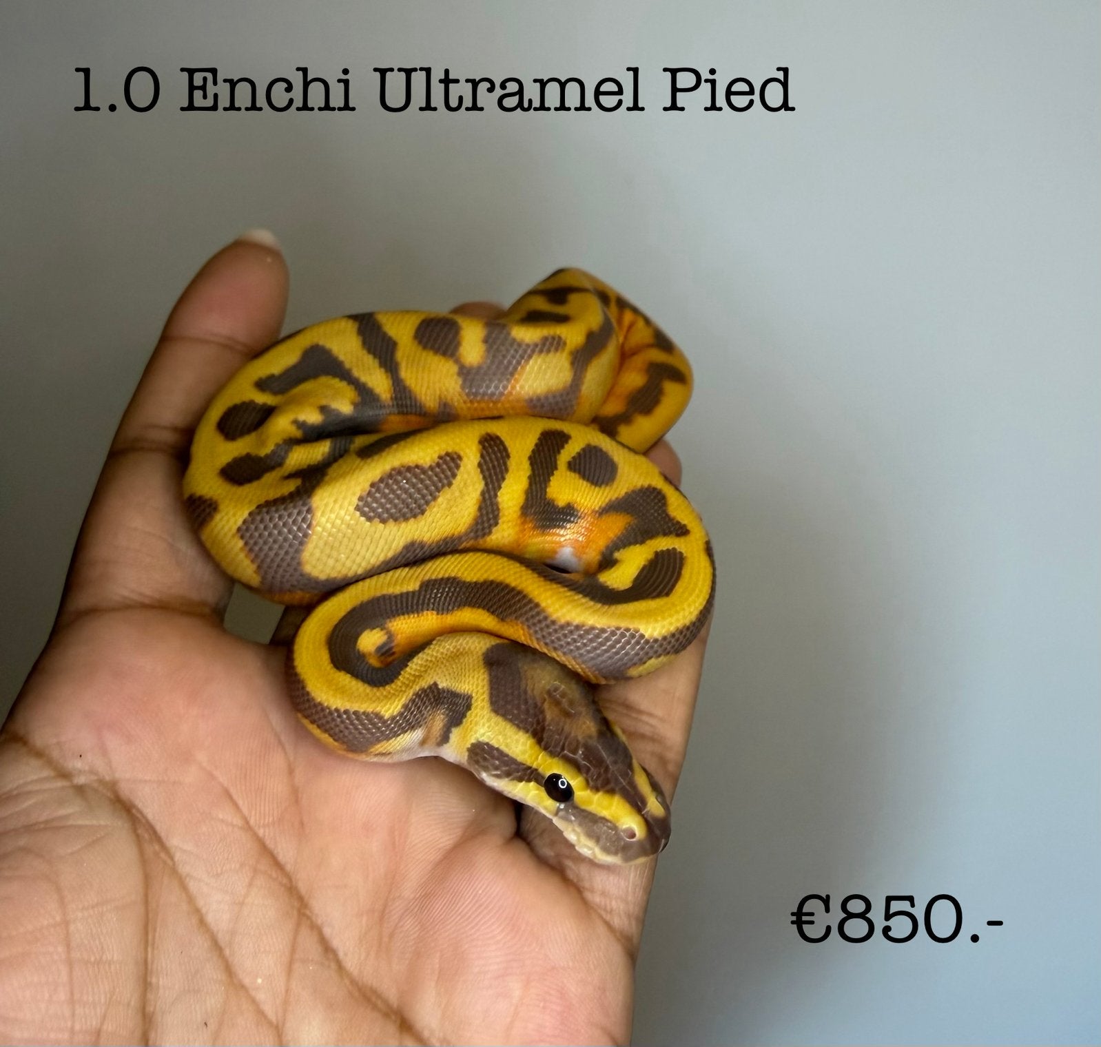 1.0 Enchi Ultramel Pied NK26 Ball Python - male for sale from Valerie