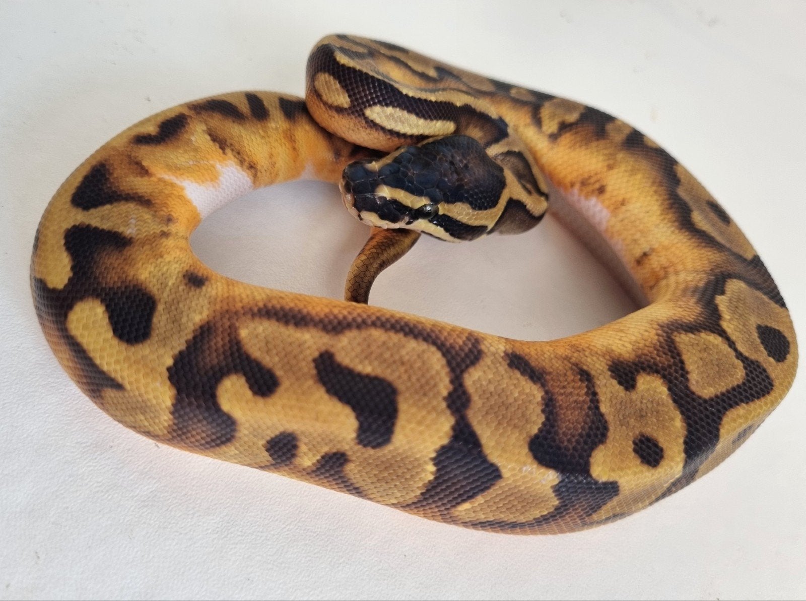0.1 enchi low white piebald koningspython Ball Python - female for sale from Rocking Reptiles