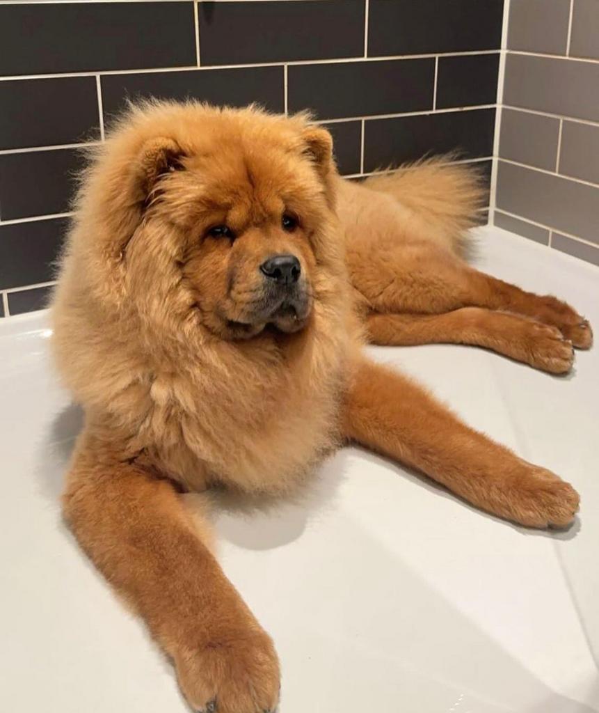 Dekreu chow chow, Reu, 1 tot 2 jaar, Parvo, Eén hond