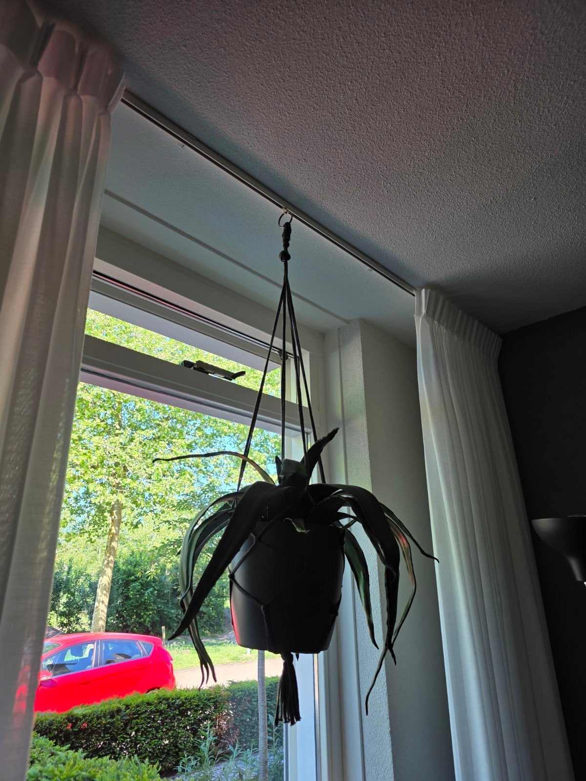 Hangplant in pot, Ophalen of Verzenden, In pot, Minder dan 100 cm