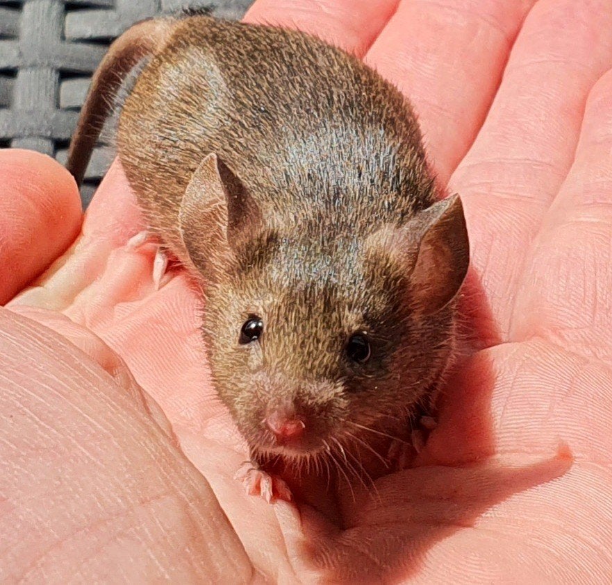 Wildkleur muizen, Januari, Meerdere dieren, Muis