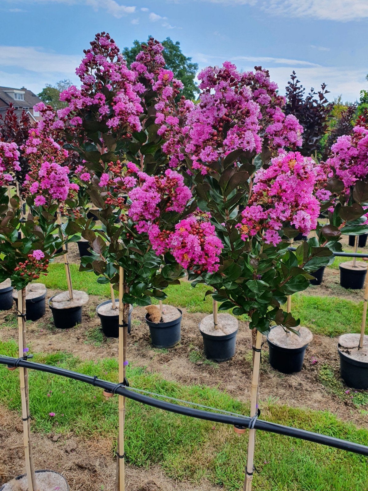 Lagerstroemia Maroon Star / Nieuw ‼️‼️‼️, 250 tot 400 cm, Zomer, Ophalen, Volle zon