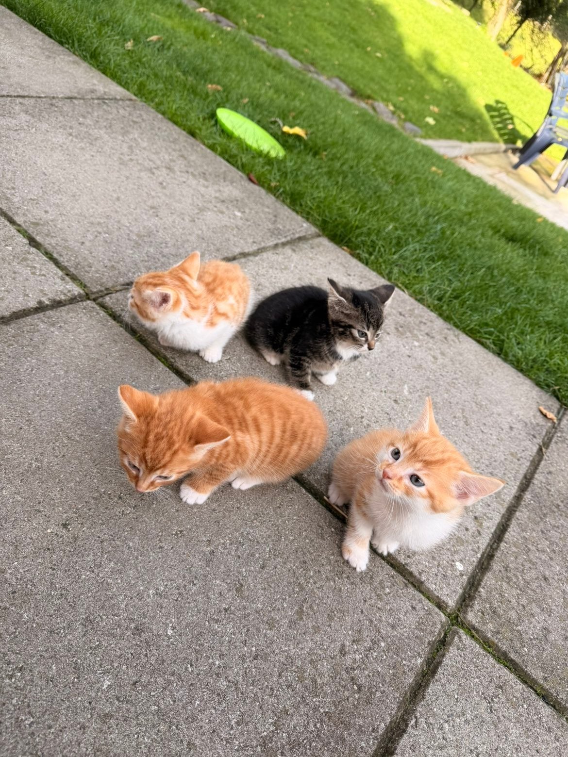 Mooie kittens, lief karakter, Dieren en Toebehoren, Katten en Kittens | Overige Katten, Meerdere dieren, Kortharig