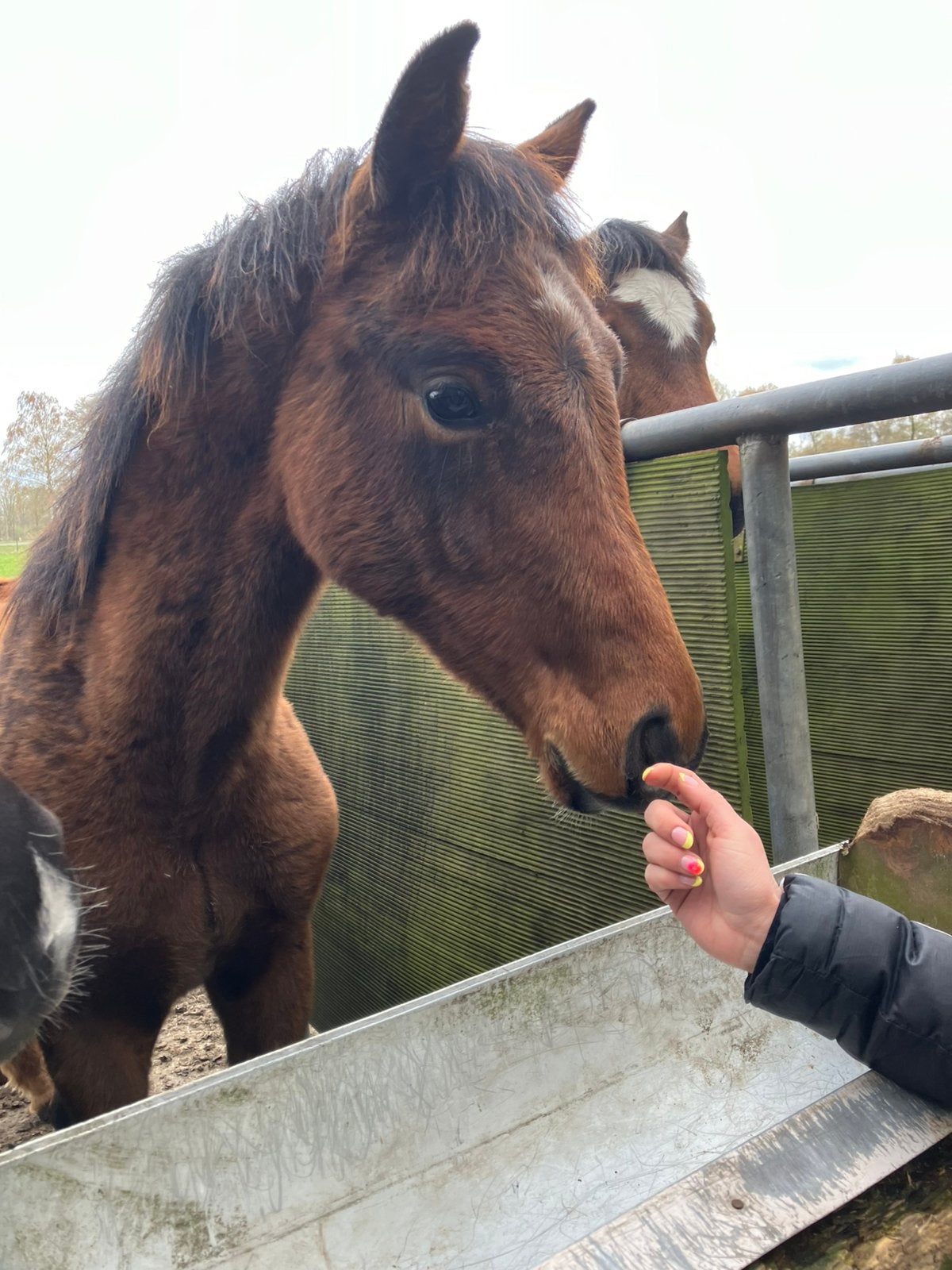 Vino Tinto x Apache hengst, Dieren en Toebehoren, Paarden, Hengst, Dressuurpaard, 0 tot 2 jaar