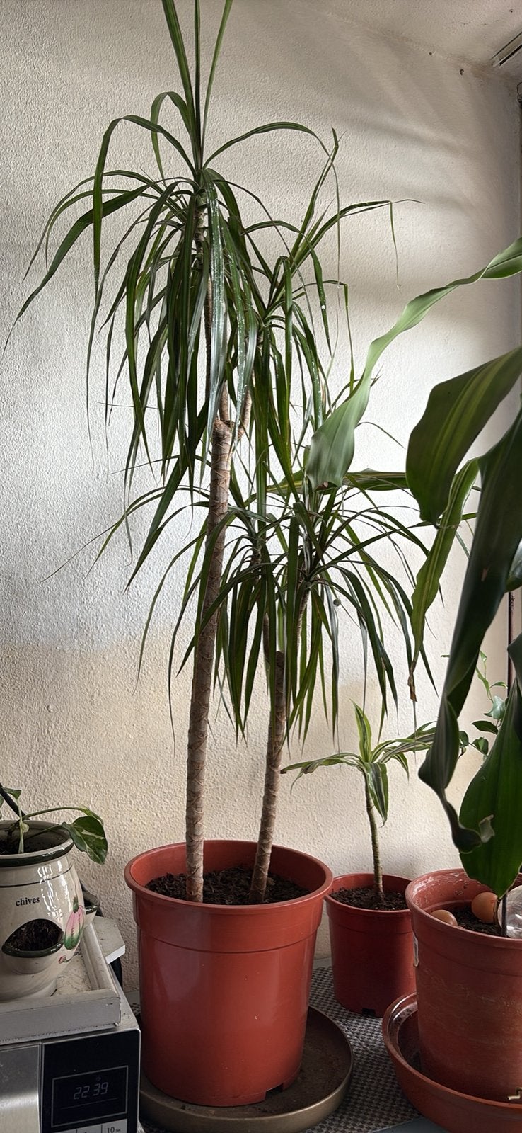 Groot kamer plant, Ophalen, Halfschaduw, Minder dan 100 cm