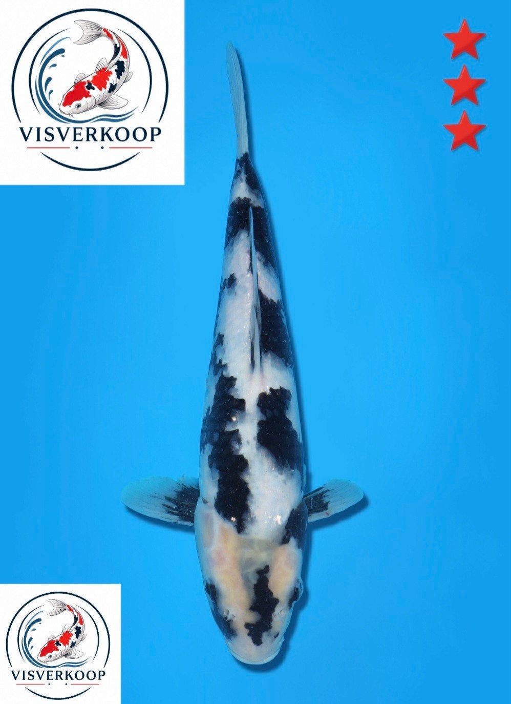 Koi Shiro utsuri., Karper of Koi