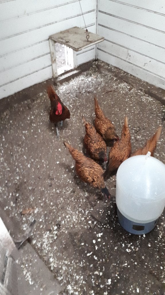 Sebright hennen, Dieren en Toebehoren, Vrouwelijk, Kip