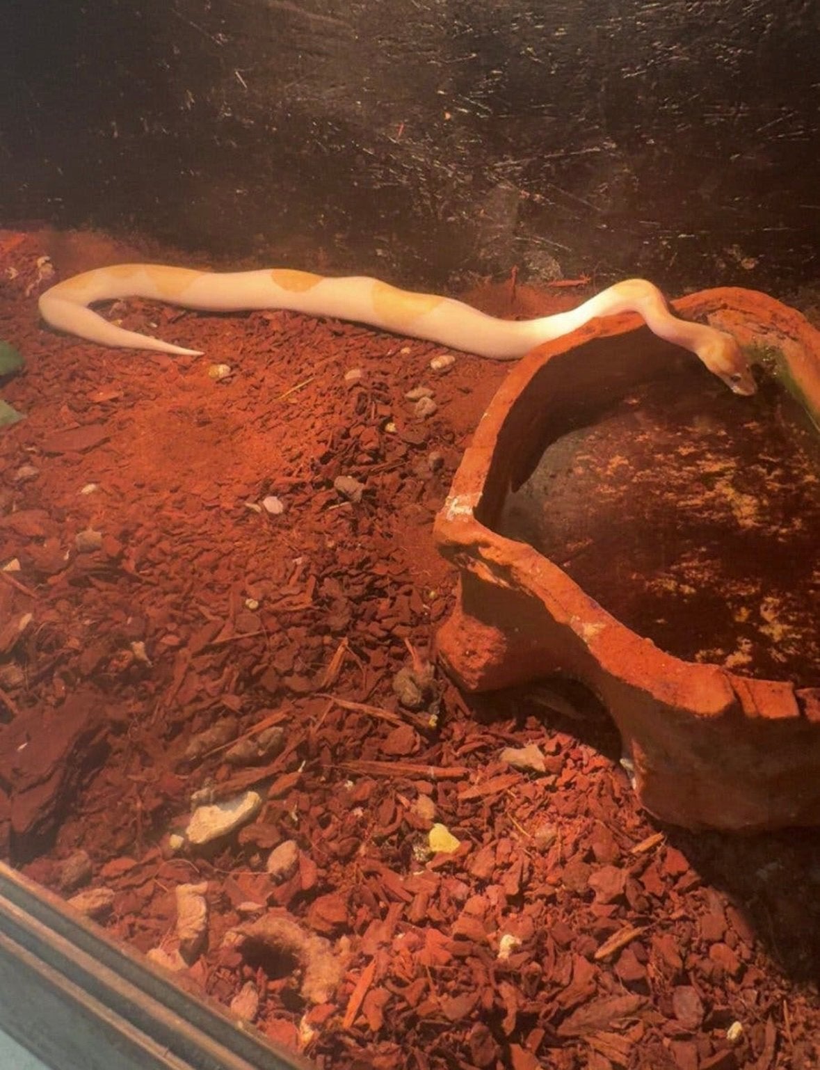 koningspython+terrarium Ball Python photo 5