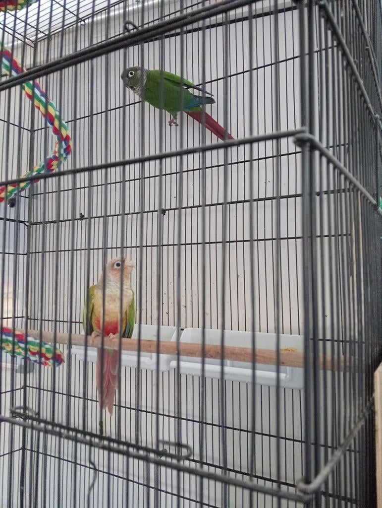 Pyhurra baby.s, Dieren en Toebehoren, Vogels | Parkieten en Papegaaien, Geslacht onbekend, Dwergpapegaai of Agapornis, Tam