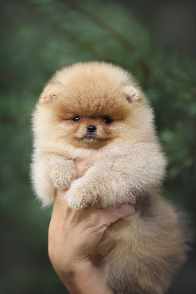 Pomeriaan pup teefje Orange Sable – Bear type, Nederland, Keeshond, 8 tot 15 weken, Teef