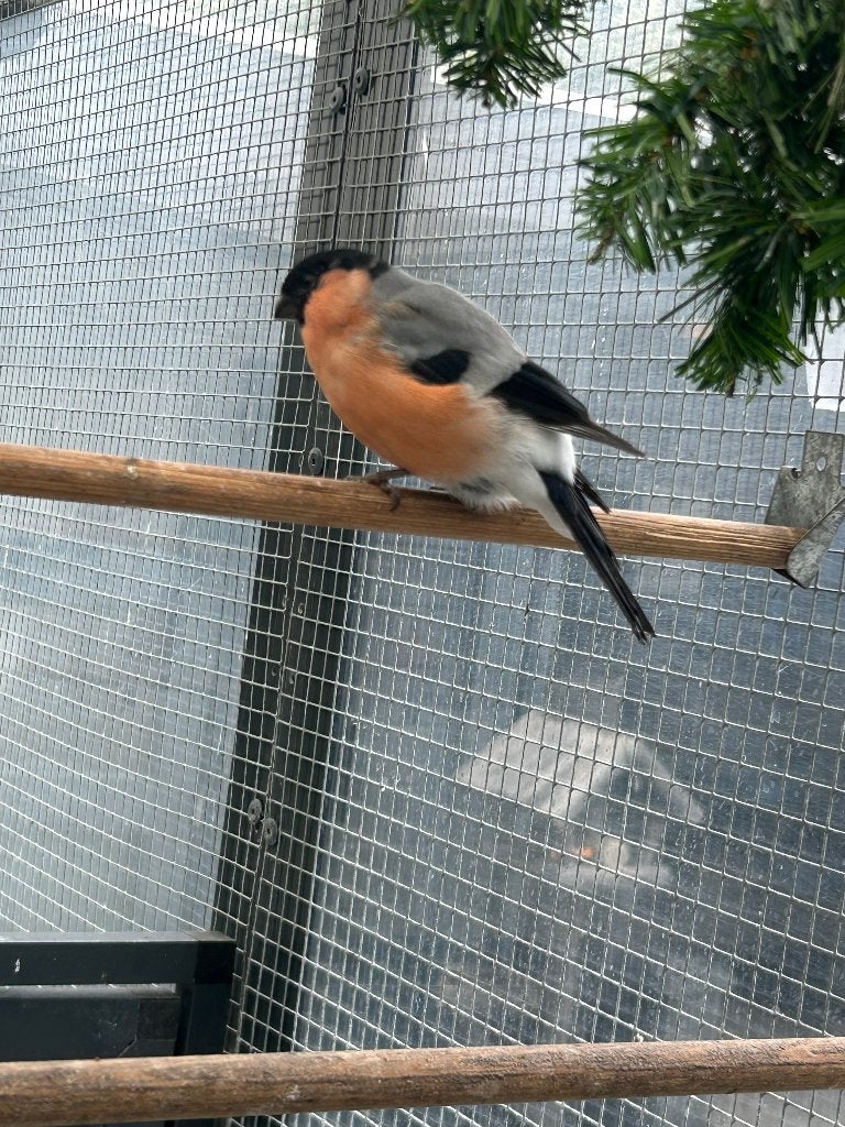 Noorse Goudvink man, Dieren en Toebehoren, Mannelijk, Bastaard