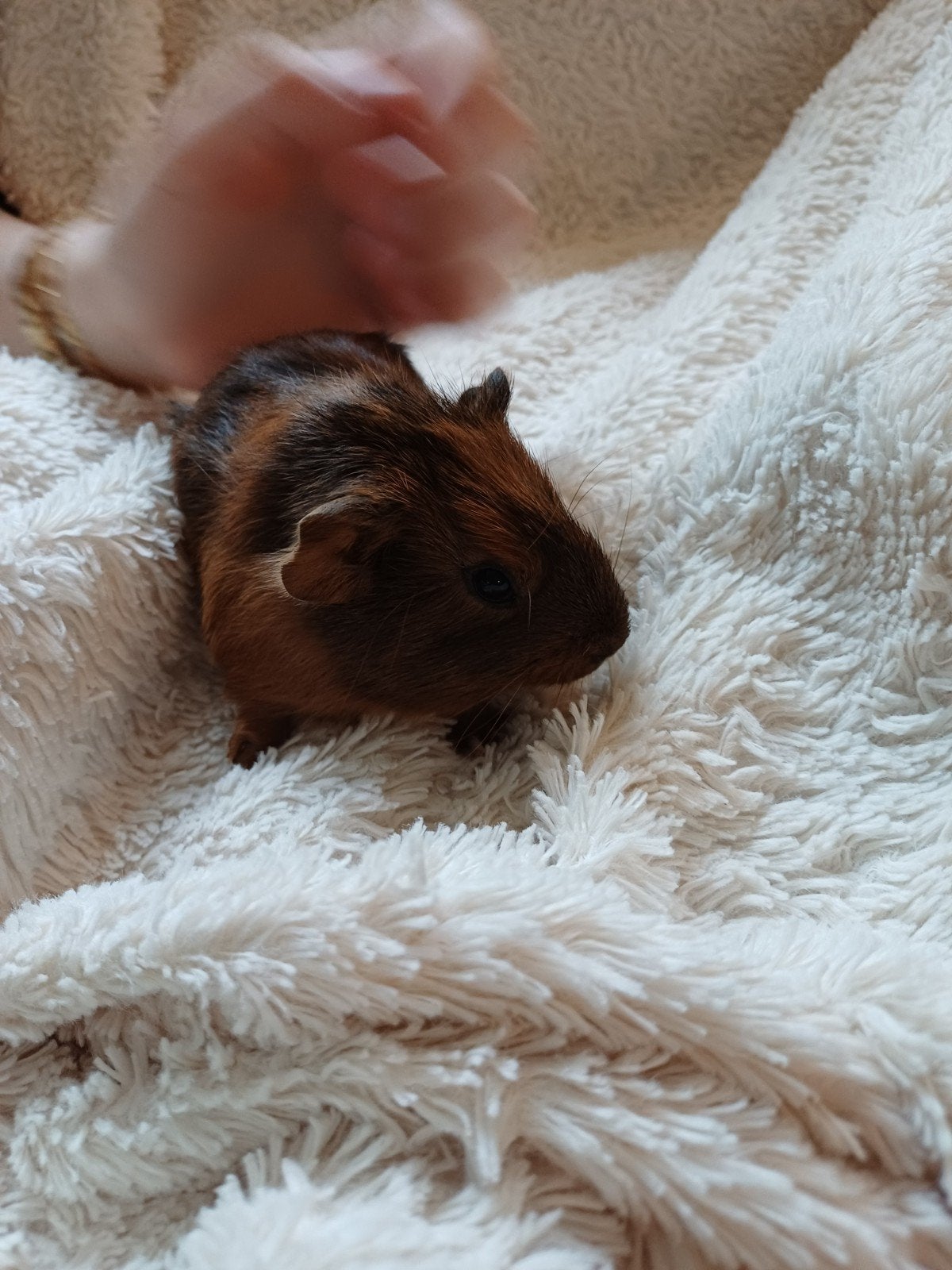 2 superschattige cavia's, Mei, Meerdere dieren, Cavia