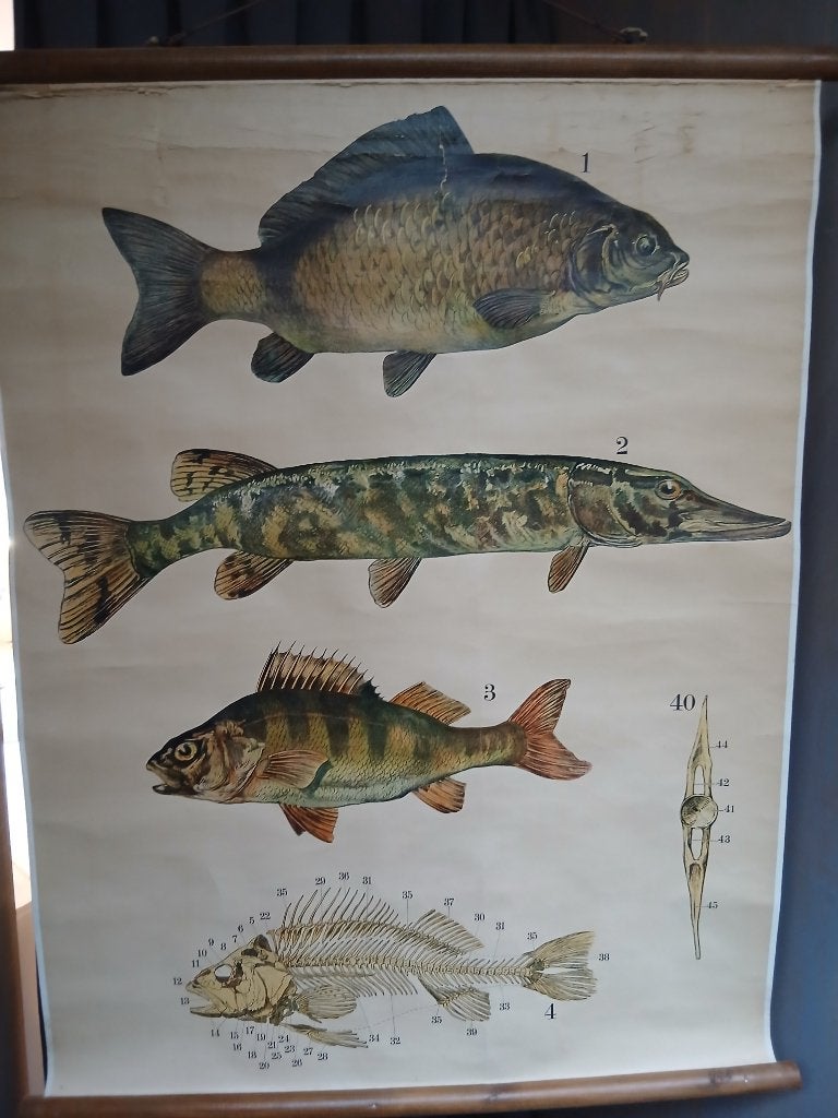 Originele schoolplaat, papier op linnen, “zoetwatervissen”., Antiek en Kunst, Ophalen of Verzenden, Natuur en Biologie
