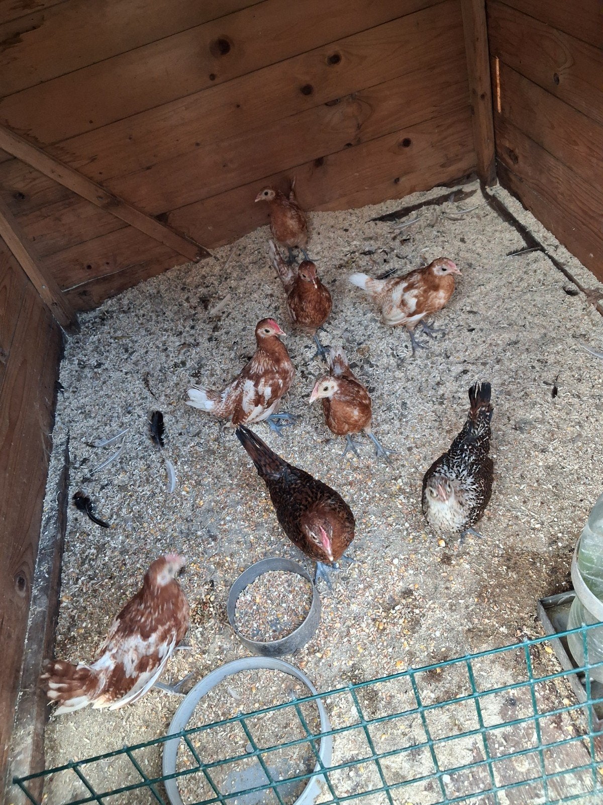 Friese hoen kippen, Meerdere dieren, Kip