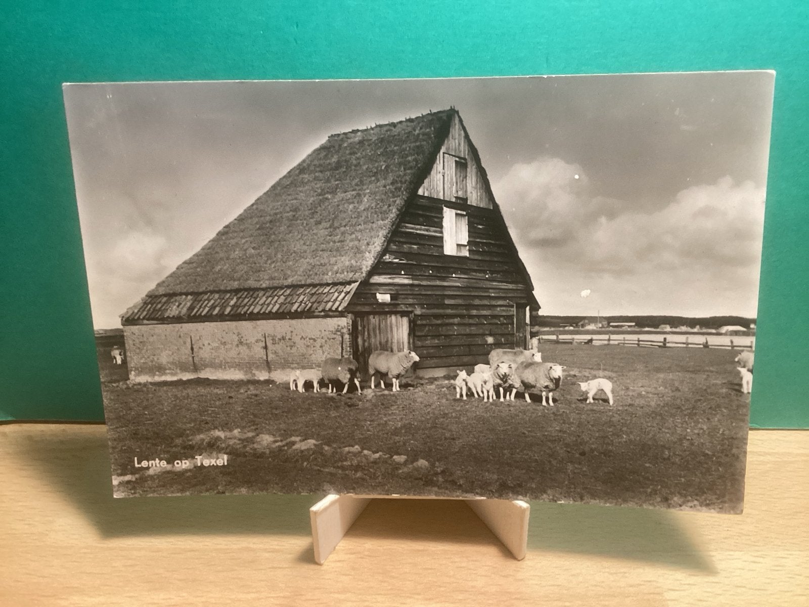 Lente op Texel - Schapen bij Boerderij.    357, Ophalen of Verzenden, Voor 1920, Ongelopen, Waddeneilanden