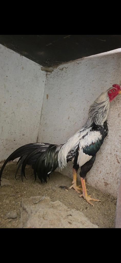 Shamo,  hint, Dieren en Toebehoren, Pluimvee, Mannelijk, Kip