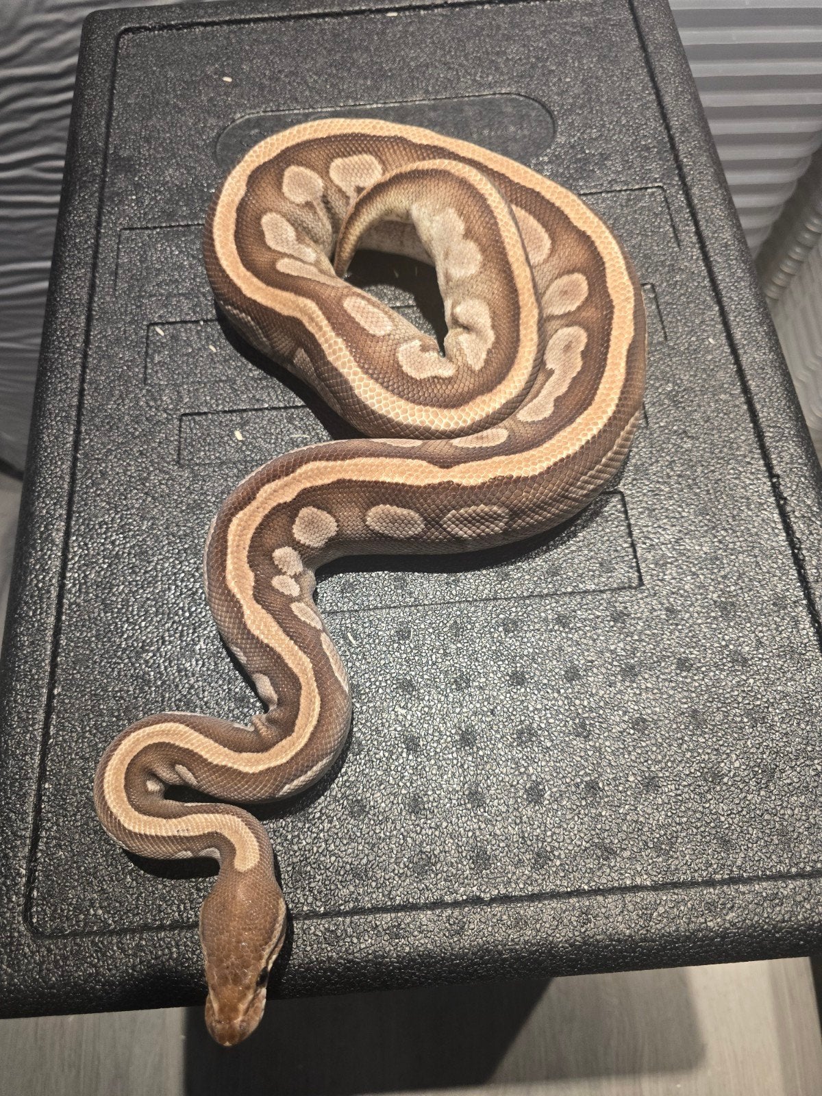 0.1 mojave DH ultra pied Ball Python - female for sale from martijn