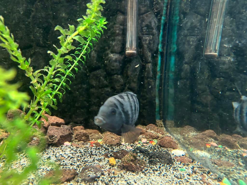 Zebra cichlide, Dieren en Toebehoren, Vis